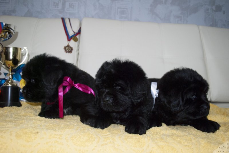 Фотография № 231752