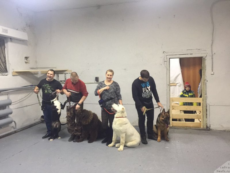 Фото: ньюфаундленд Brownblood MSK Leya Aiman (Браунблад МСК Лея Айман)