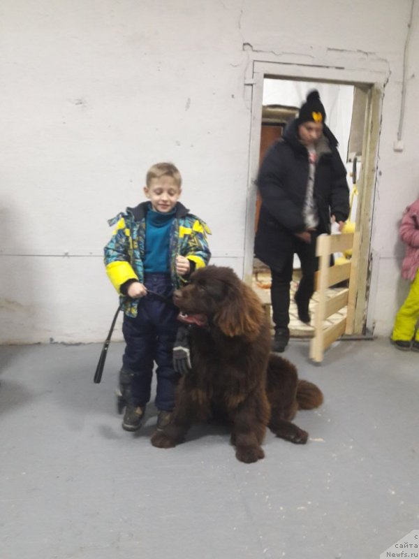 Фото: ньюфаундленд Brownblood MSK Leya Aiman (Браунблад МСК Лея Айман)