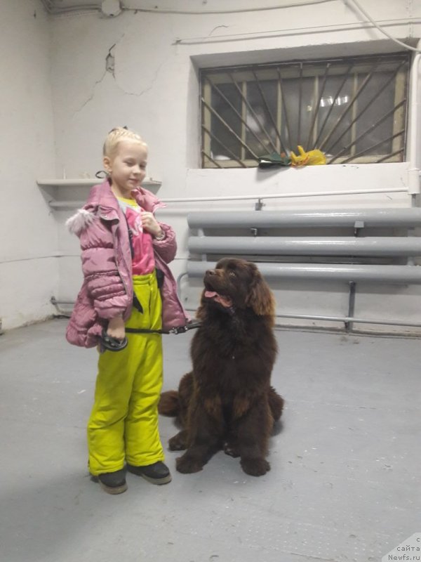 Фото: ньюфаундленд Brownblood MSK Leya Aiman (Браунблад МСК Лея Айман)