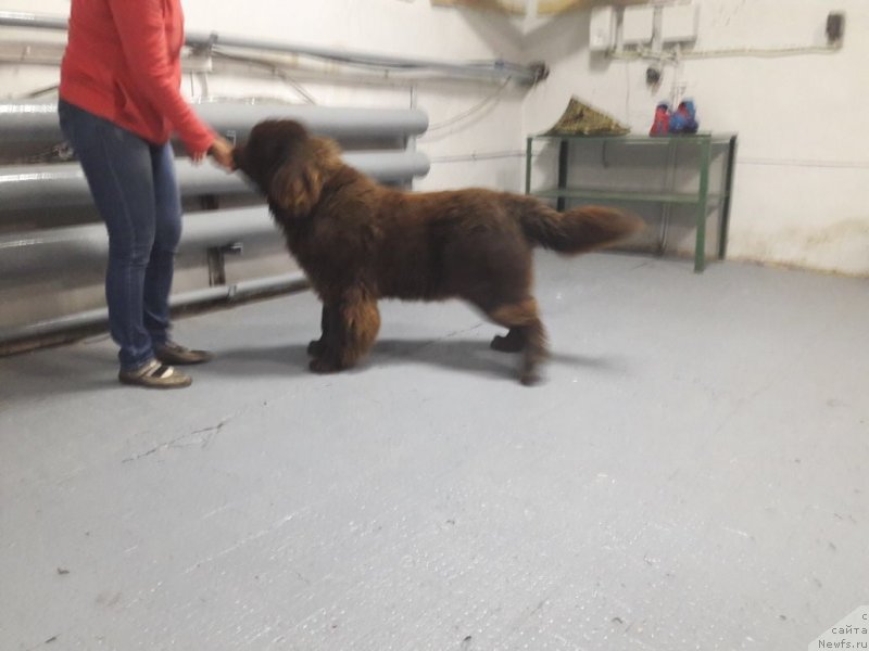 Фото: ньюфаундленд Brownblood MSK Leya Aiman (Браунблад МСК Лея Айман)