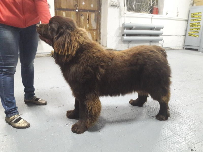 Фото: ньюфаундленд Brownblood MSK Leya Aiman (Браунблад МСК Лея Айман)