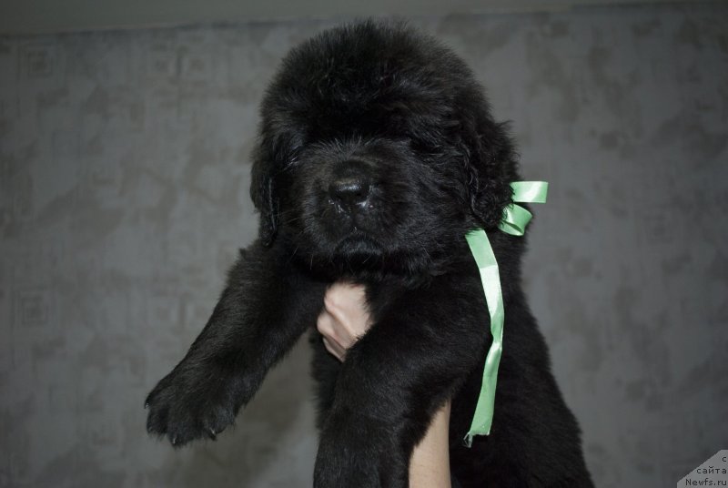 Фото: ньюфаундленд CHernyiy Balu Maggelan (Черный Балу Маггелан)
