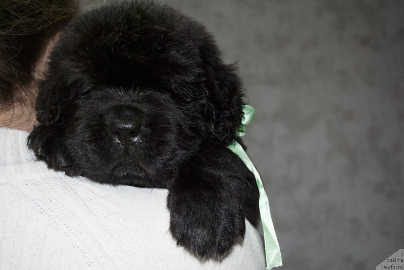 Фото: ньюфаундленд CHernyiy Balu Maggelan (Черный Балу Маггелан)