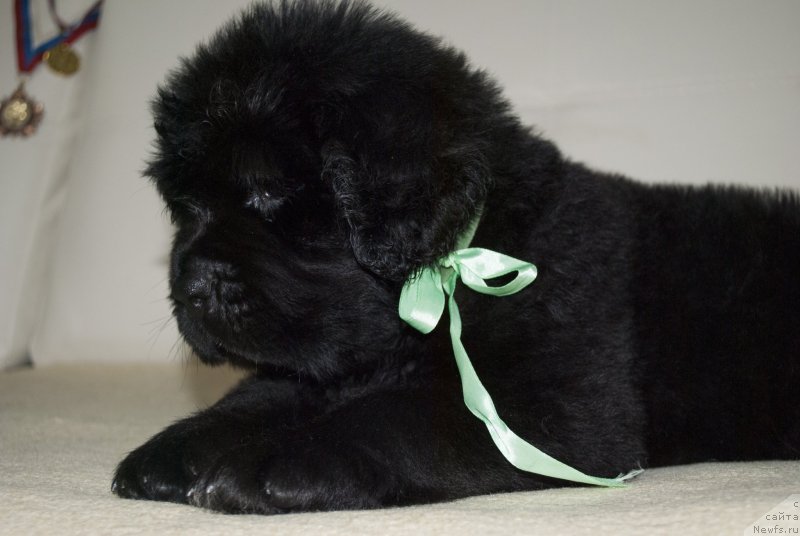 Фото: ньюфаундленд CHernyiy Balu Maggelan (Черный Балу Маггелан)