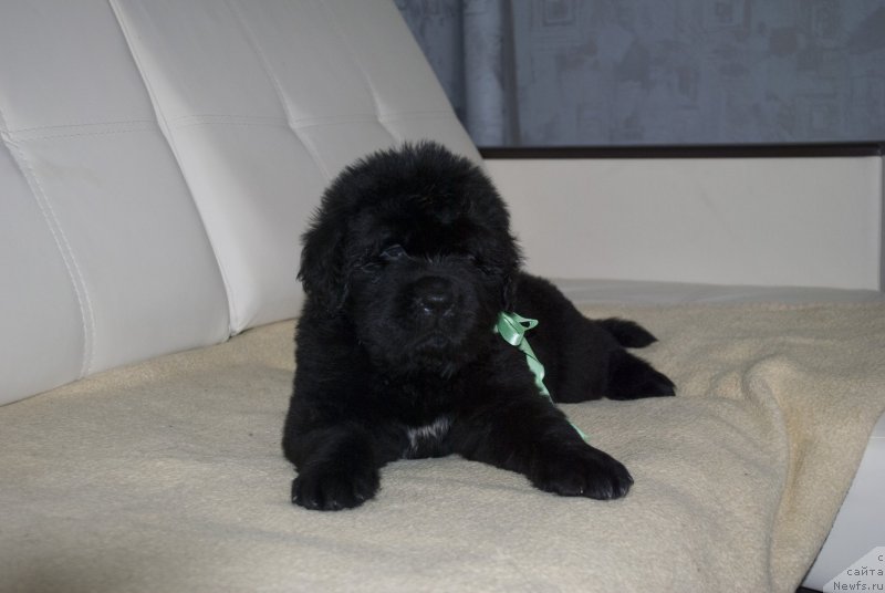 Фото: ньюфаундленд CHernyiy Balu Maggelan (Черный Балу Маггелан)