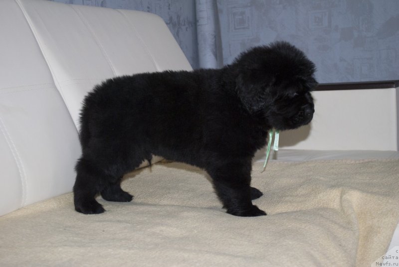 Фото: ньюфаундленд CHernyiy Balu Maggelan (Черный Балу Маггелан)