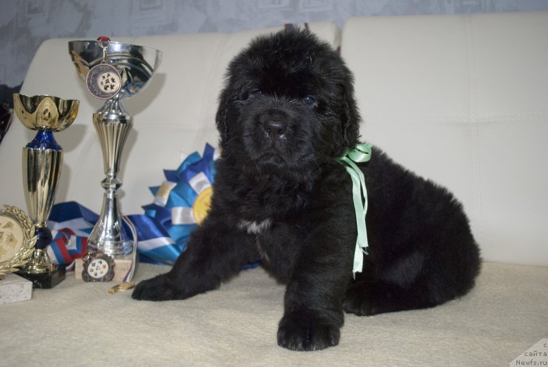 Фото: ньюфаундленд CHernyiy Balu Maggelan (Черный Балу Маггелан)