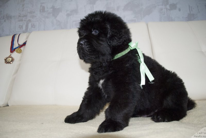 Фото: ньюфаундленд CHernyiy Balu Maggelan (Черный Балу Маггелан)