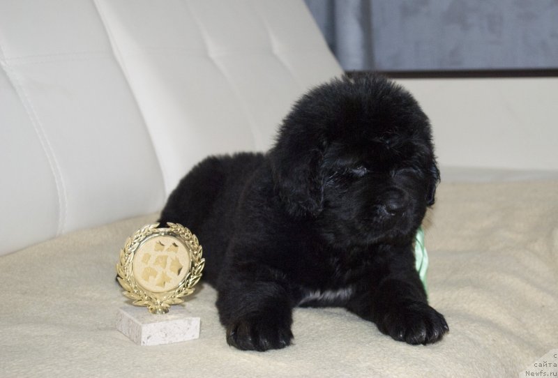 Фото: ньюфаундленд CHernyiy Balu Maggelan (Черный Балу Маггелан)