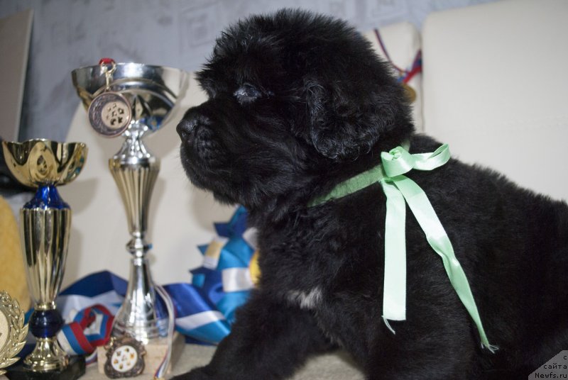 Фото: ньюфаундленд CHernyiy Balu Maggelan (Черный Балу Маггелан)
