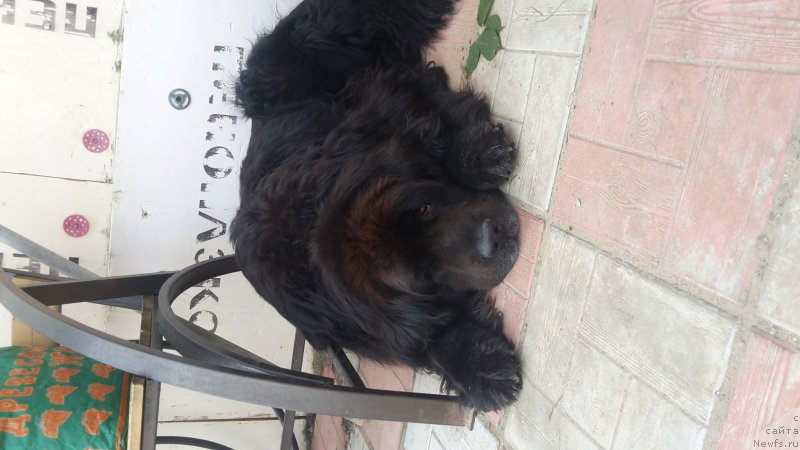 Фото: ньюфаундленд Krass (Красс)