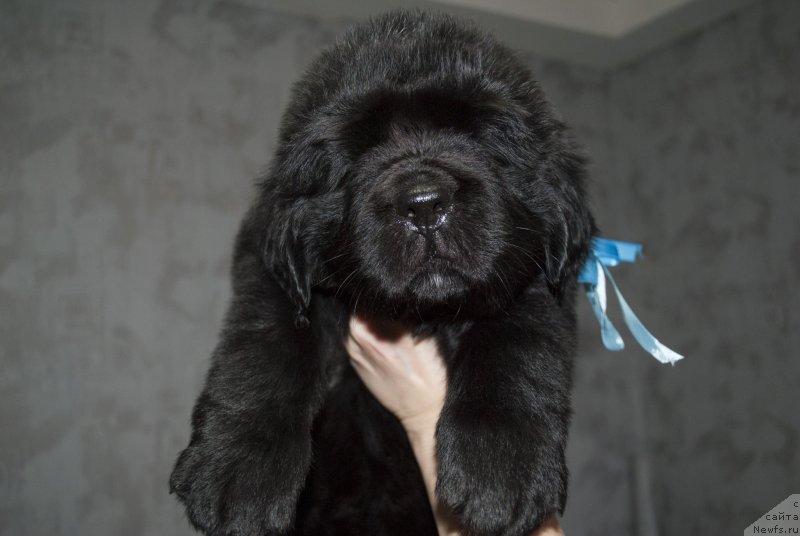 Фото: ньюфаундленд CHernyiy Balu Maklaren (Черный Балу Макларен)