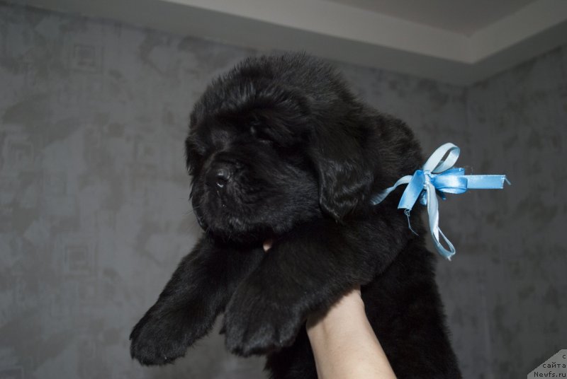 Фото: ньюфаундленд CHernyiy Balu Maklaren (Черный Балу Макларен)