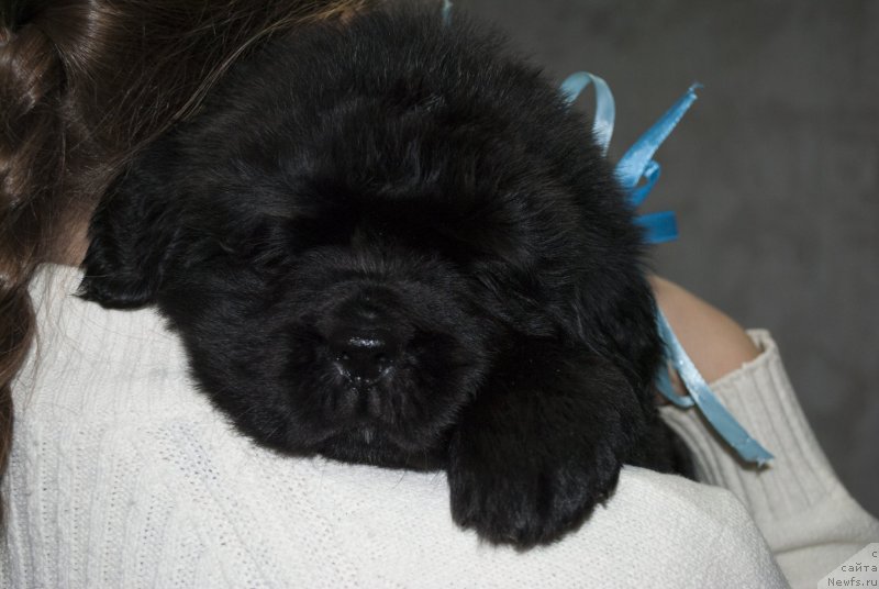 Фото: ньюфаундленд CHernyiy Balu Maklaren (Черный Балу Макларен)