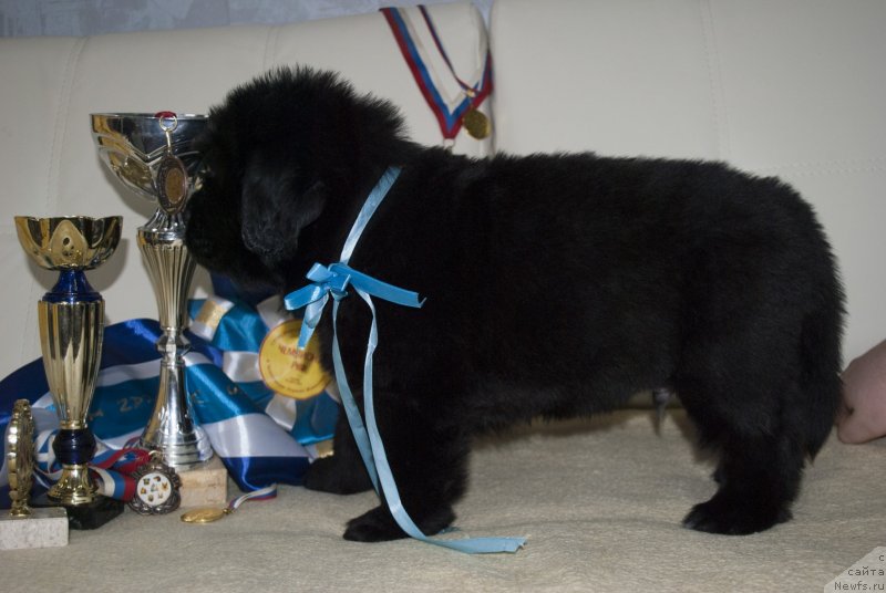 Фото: ньюфаундленд CHernyiy Balu Maklaren (Черный Балу Макларен)