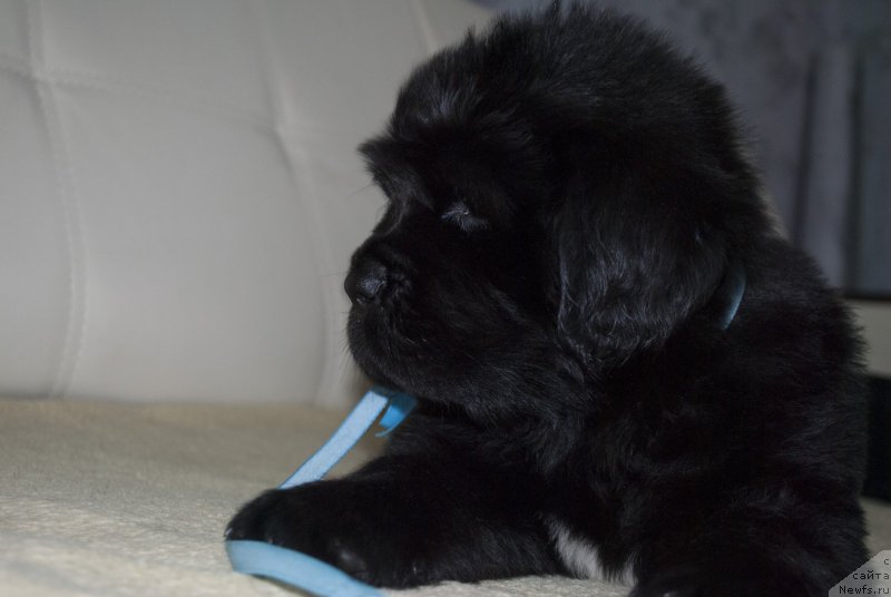 Фото: ньюфаундленд CHernyiy Balu Maklaren (Черный Балу Макларен)