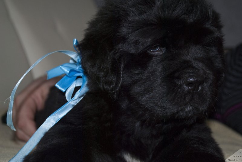 Фото: ньюфаундленд CHernyiy Balu Maklaren (Черный Балу Макларен)