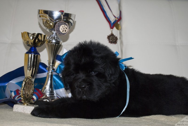 Фото: ньюфаундленд CHernyiy Balu Maklaren (Черный Балу Макларен)