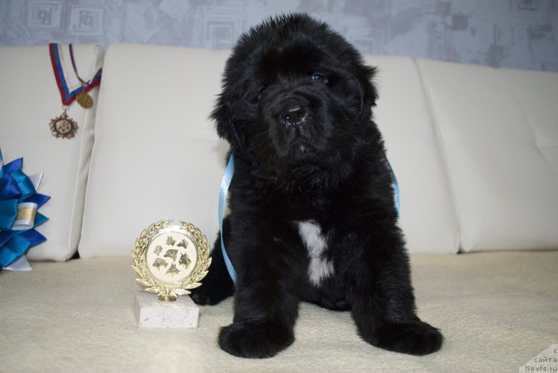 Фото: ньюфаундленд CHernyiy Balu Maklaren (Черный Балу Макларен)