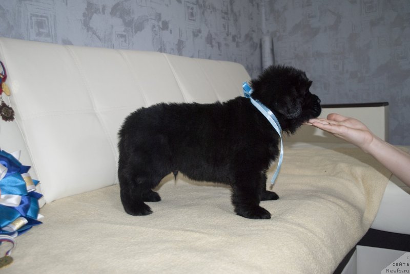 Фото: ньюфаундленд CHernyiy Balu Maklaren (Черный Балу Макларен)
