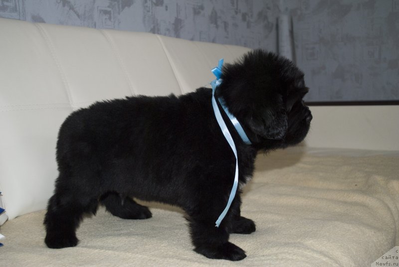 Фото: ньюфаундленд CHernyiy Balu Maklaren (Черный Балу Макларен)