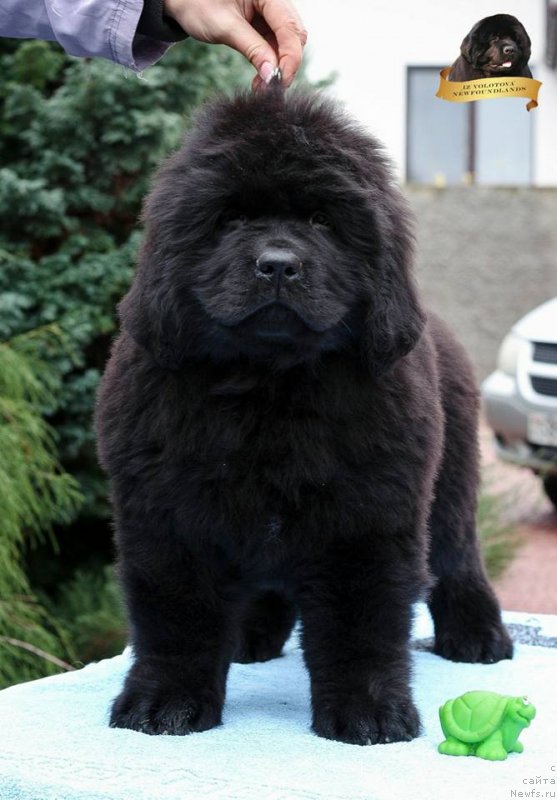 Фотография № 231796