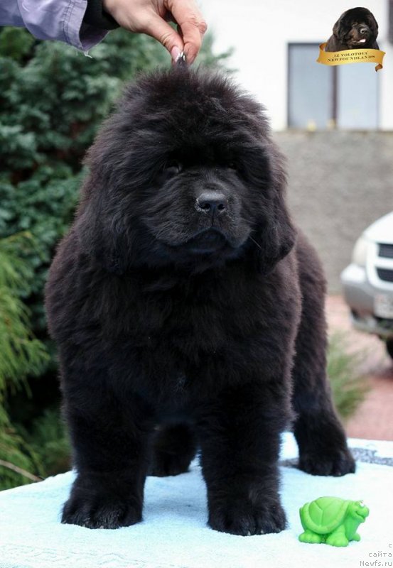 Фотография № 231798