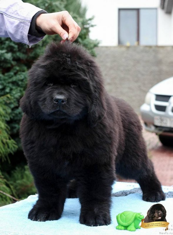 Фотография № 231799