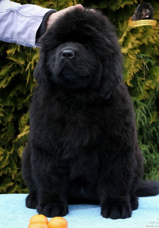 Фото: Viktor Hrischanovich (Виктор Хрищанович)