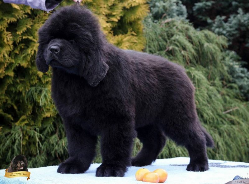 Фотография № 231803