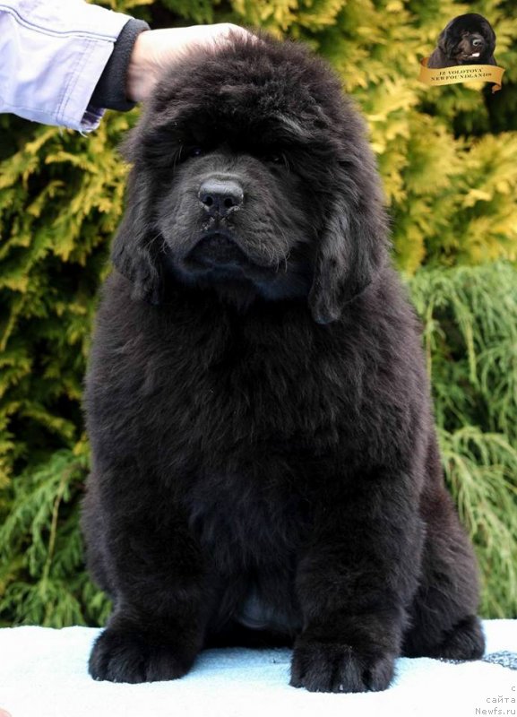 Фотография № 231807