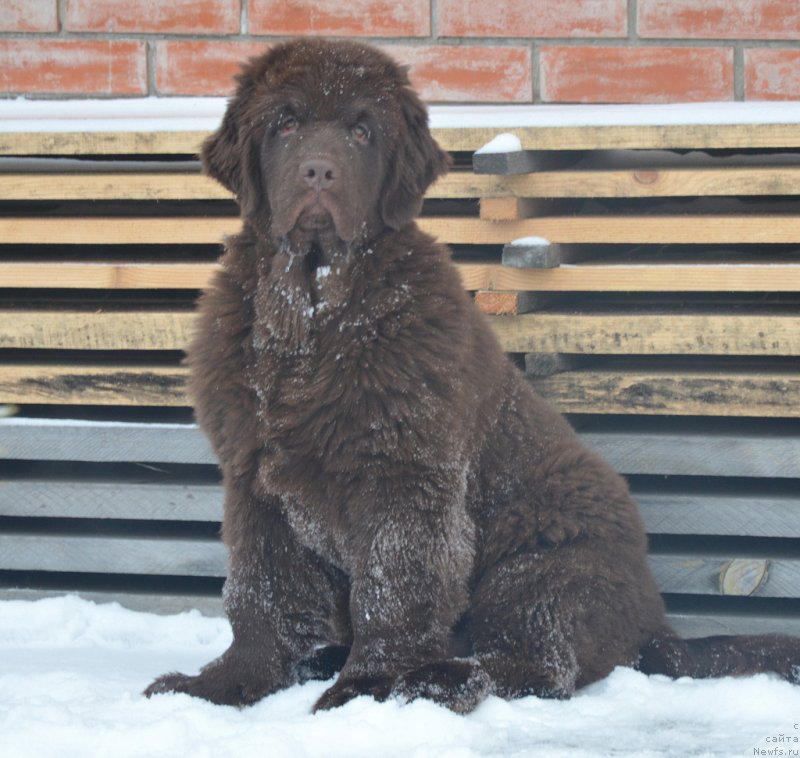 Фото: ньюфаундленд S'Nezhnaya Vjuga Golden Purissima (С'Нежная Вьюга Голден Пуриссима)