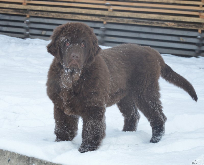 Фото: ньюфаундленд S'Nezhnaya Vjuga Golden Purissima (С'Нежная Вьюга Голден Пуриссима)