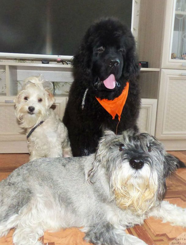 Фото: ньюфаундленд CHingiz Han iz Plemeni Kedra (Чингиз Хан из Племени Кедра)