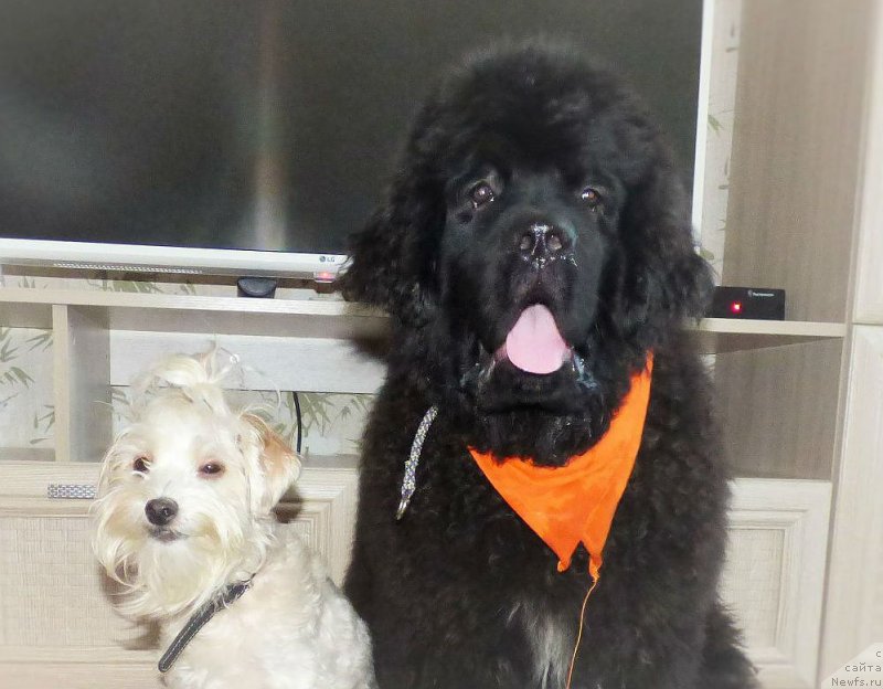 Фото: ньюфаундленд CHingiz Han iz Plemeni Kedra (Чингиз Хан из Племени Кедра)