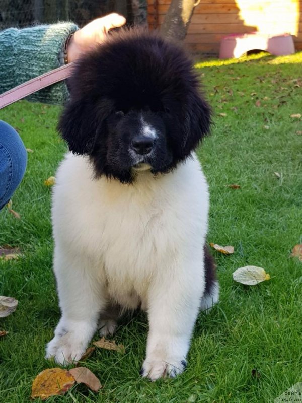 Фотография № 231823