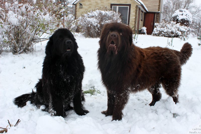 Фото: ньюфаундленд Brownblood MSK Harricane Higgins (Браунблад МСК Харрикейн Хиггенс), ньюфаундленд Brownblood MSK Lyon Labi-Roni (Браунблад  МСК Лион Лаби-Рони)