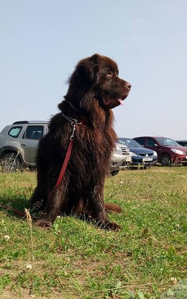 Фото: ньюфаундленд Braunblad MSK Stella Sofi (Браунблад МСК Стелла Софи)