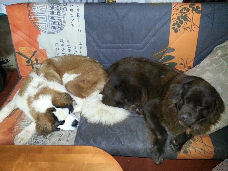 Фото: ньюфаундленд Braunblad MSK Syemmi Less (Браунблад МСК Сэмми Лесс)