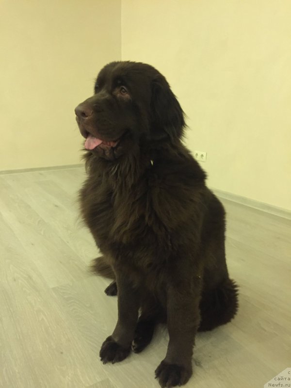 Фото: ньюфаундленд Braunblad MSK Sevara Reyn (Браунблад МСК Севара Рейн)