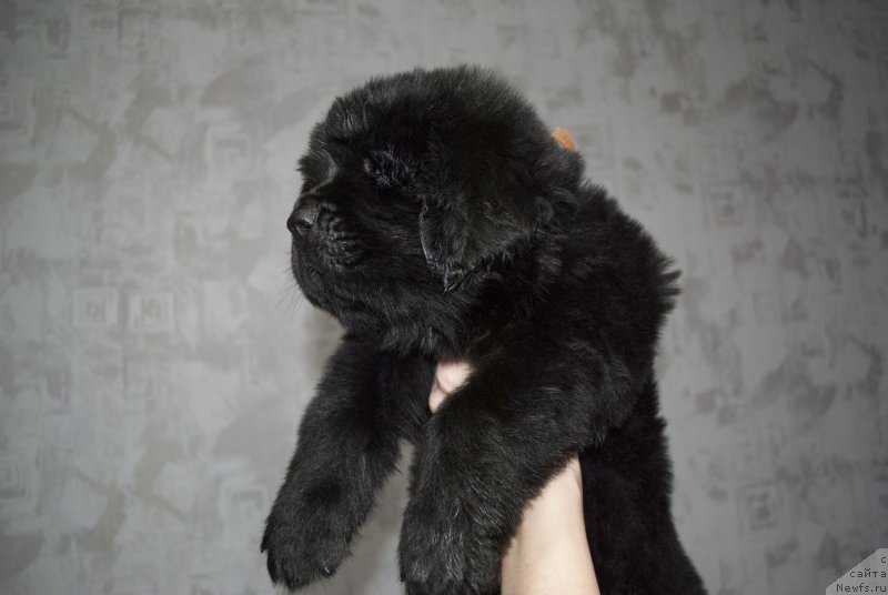 Фото: ньюфаундленд CHernyiy Balu Martin Iden (Черный Балу Мартин Иден)