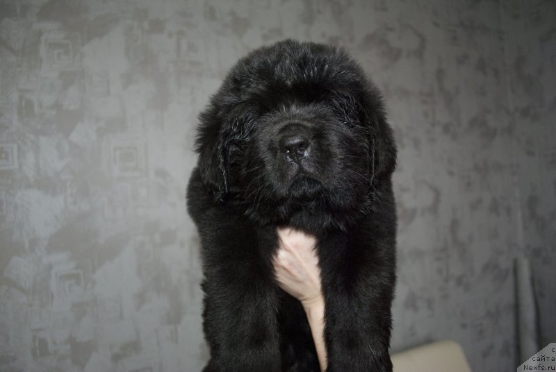 Фото: ньюфаундленд CHernyiy Balu Martin Iden (Черный Балу Мартин Иден)