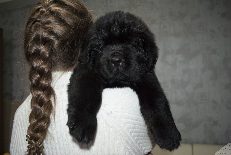 Фото: ньюфаундленд CHernyiy Balu Martin Iden (Черный Балу Мартин Иден)