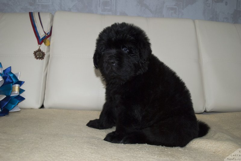 Фото: ньюфаундленд CHernyiy Balu Martin Iden (Черный Балу Мартин Иден)