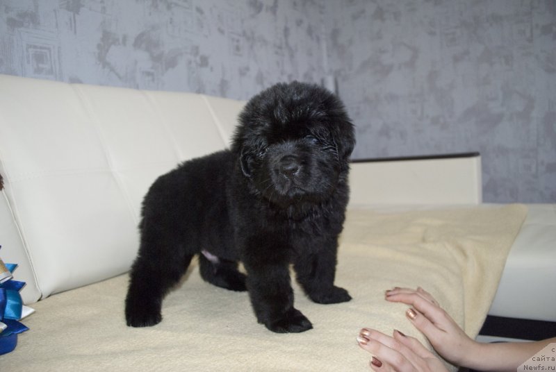 Фото: ньюфаундленд CHernyiy Balu Martin Iden (Черный Балу Мартин Иден)