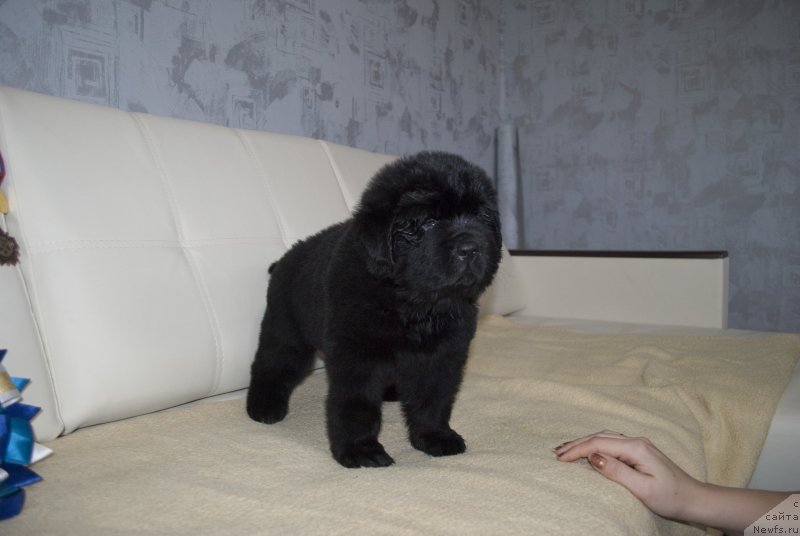 Фото: ньюфаундленд CHernyiy Balu Martin Iden (Черный Балу Мартин Иден)