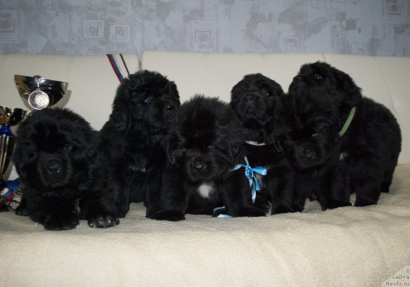 Фото: ньюфаундленд Stepnaya Pal'mira Estestvenno YA Luchshiy (Степная Пальмира Естественно Я Лучший), ньюфаундленд CHernyiy Balu Donna (Черный Балу Донна)