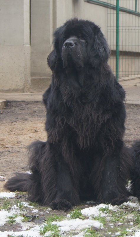 Фото: ньюфаундленд Sent Djons Ulrika (Сент Джонс Ульрика)