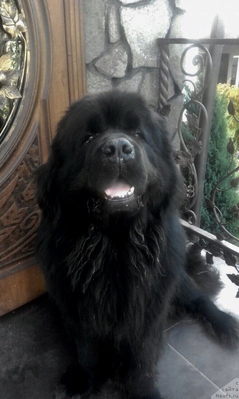 Фото: ньюфаундленд Fordevind of Hepi (Фордевинд оф Хепи)